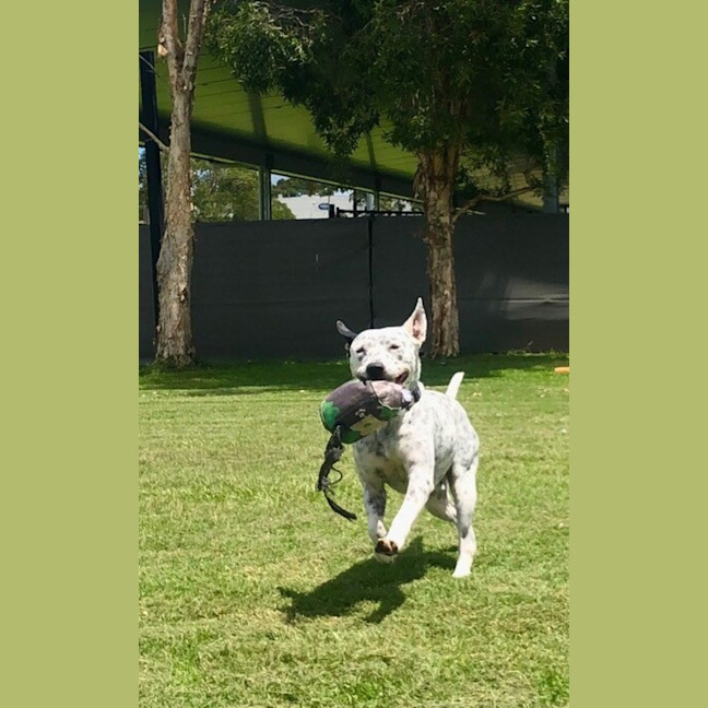 Photo of Cooper