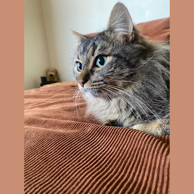 Photo of Bramble