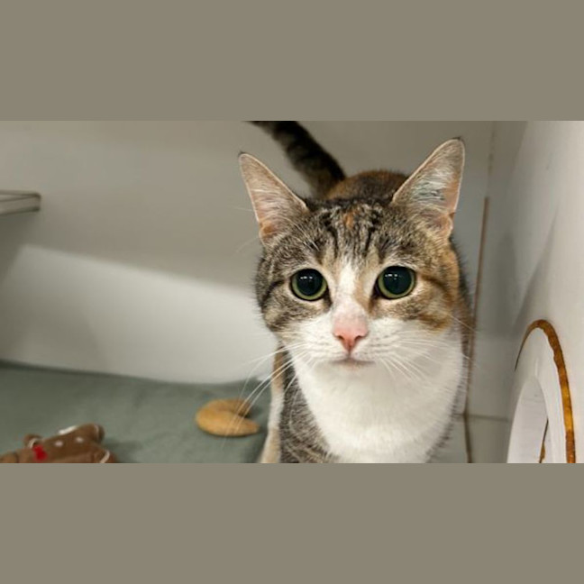 Photo of Daisy