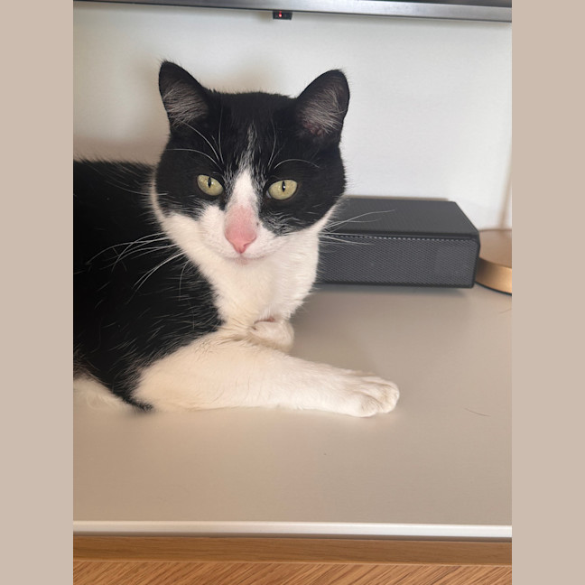 Photo of Arlo