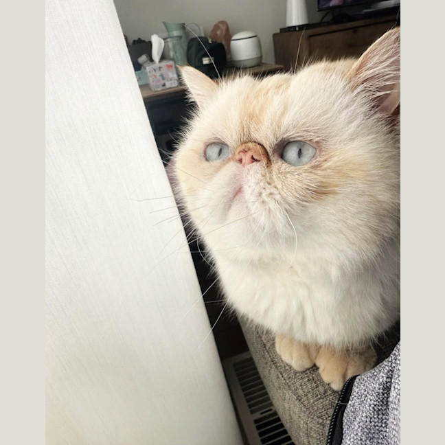 Photo of 🥣Tofu🥣