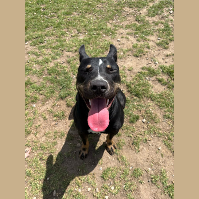 Photo of Rosie Imp 2050