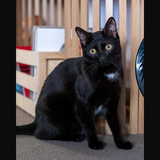 Photo of Olive