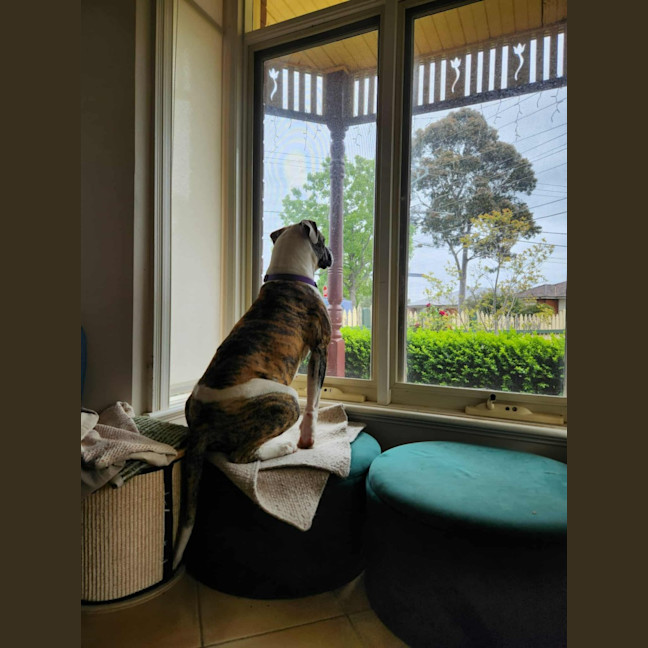 Photo of Lollie