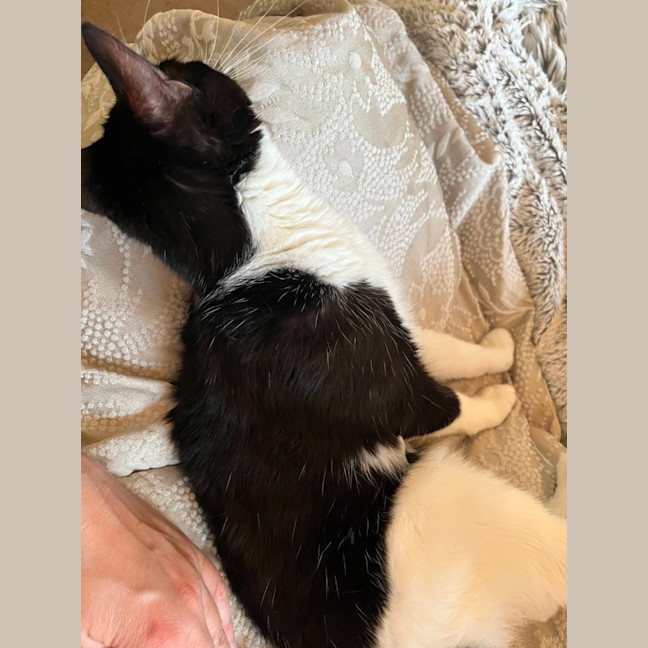 Photo of Bessie *9 Lives Project Rescue*