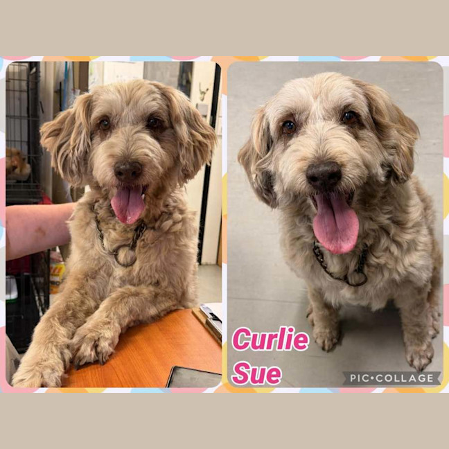Photo of Curlie Sue 