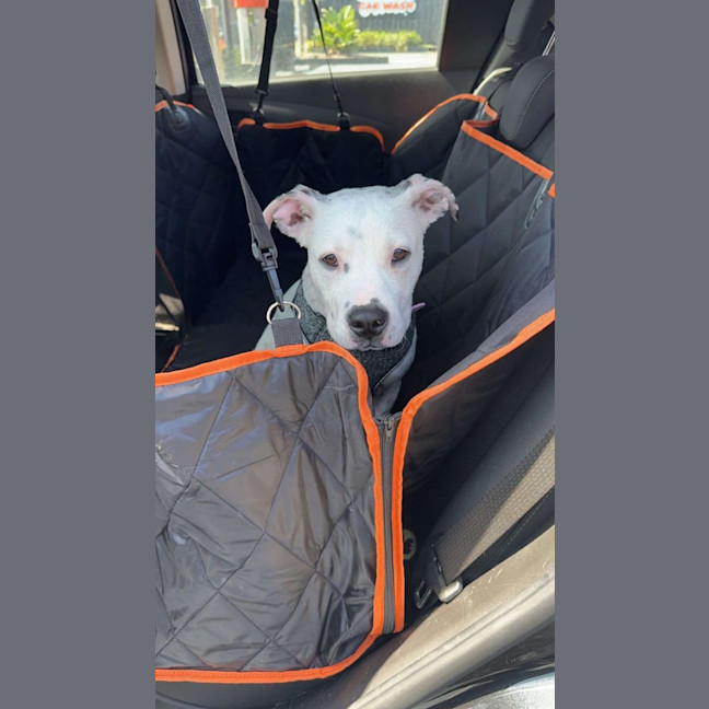 Photo of Piglet Imp 2393