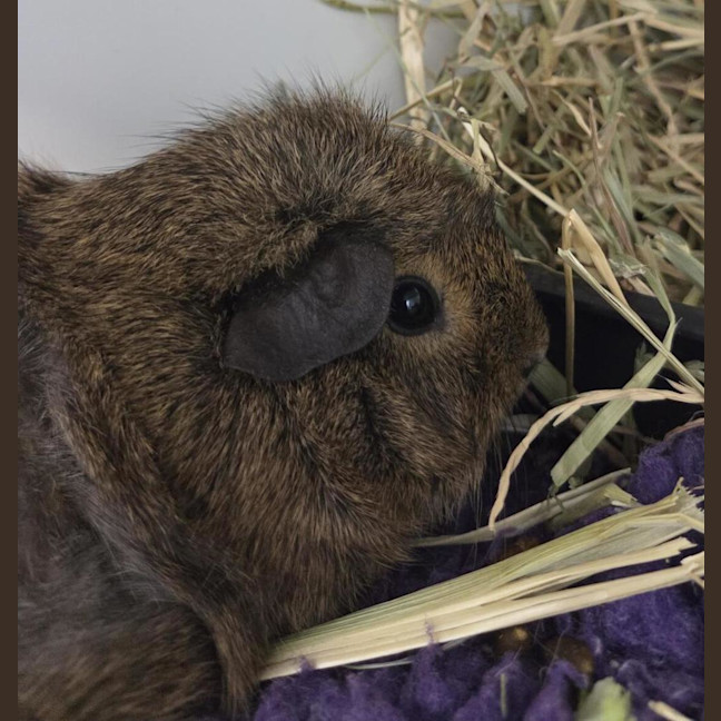 Photo of Dolly Pigton