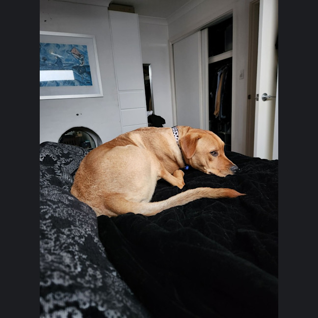 Photo of Boof   1 Year Old Mastiff X Labrador