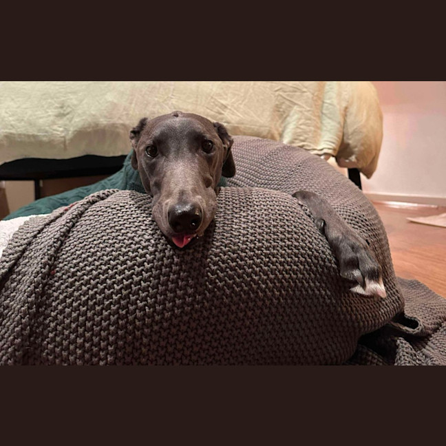 Photo of Caper