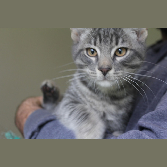 Photo of Mercury
