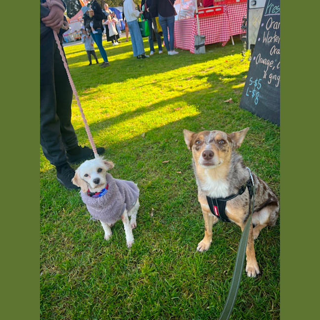 Photo of Anna   3 Year Old Maltese X