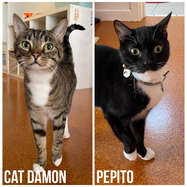 Photo of 13633 & 13634   Pepito & Cat Damon