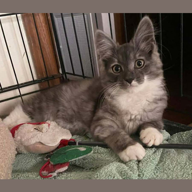 Photo of Lewis *9 Lives Project Rescue*