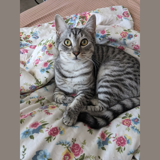Photo of Frankie   In Foster Care In Coburg