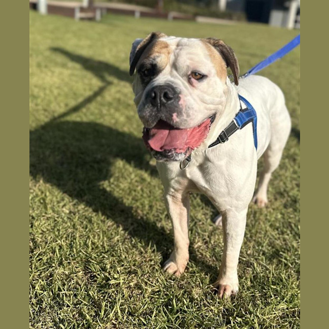 Photo of Baxter