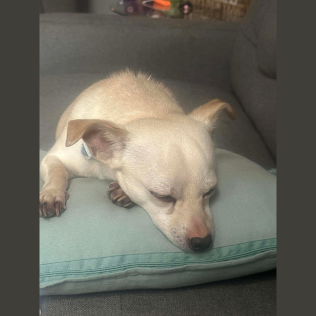 Photo of Huey   2 Year Old Chihuahua