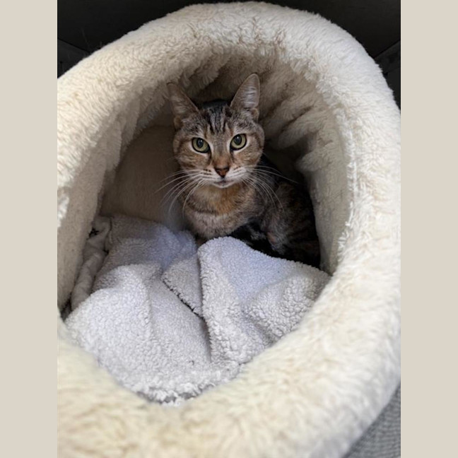 Photo of Lovey