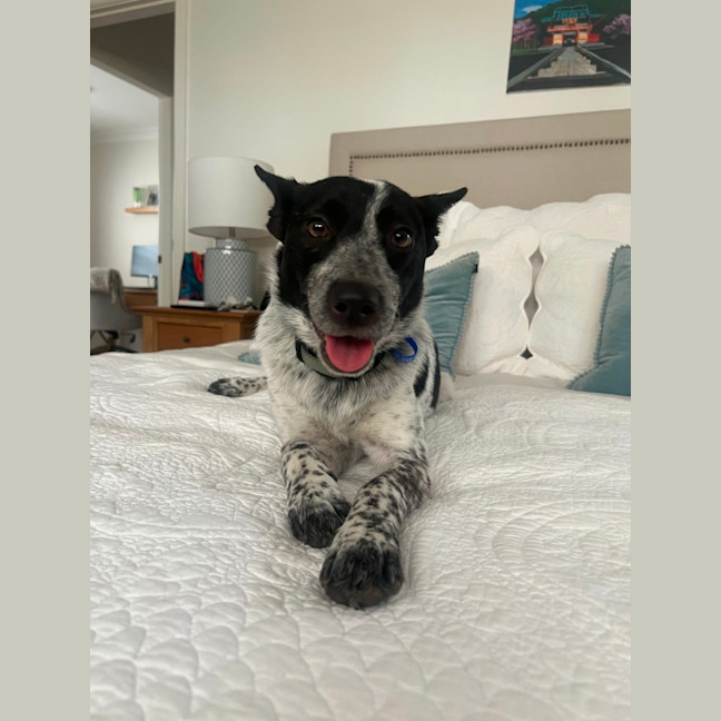 Photo of Missy   1 Year Old Cattle Dog X