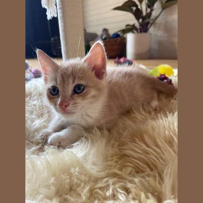 Photo of C1506 Austin