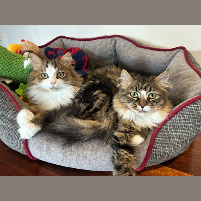 Photo of Sherlock & Sassy Pants   6 Month Old Dmh