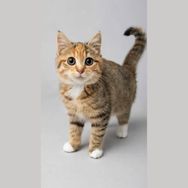 Photo of Honey