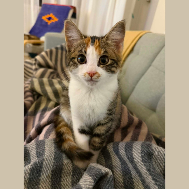Photo of Cha Cha   In Foster Care In Malvern East