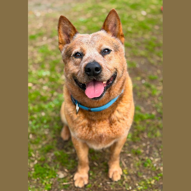 Photo of Buster