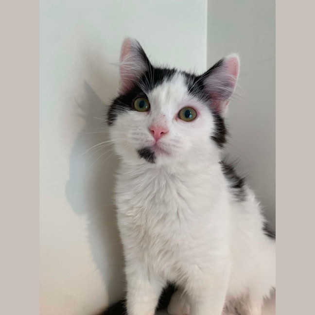 Photo of Willow
