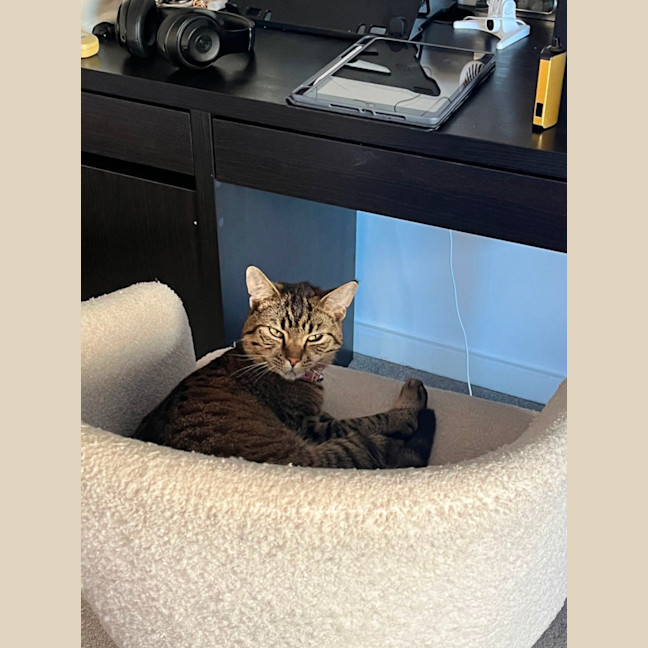 Photo of Houdini
