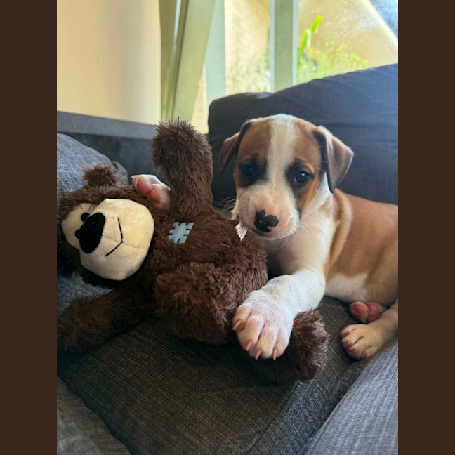 Photo of Bug   7 Week Old Cattle Dog X Staffy