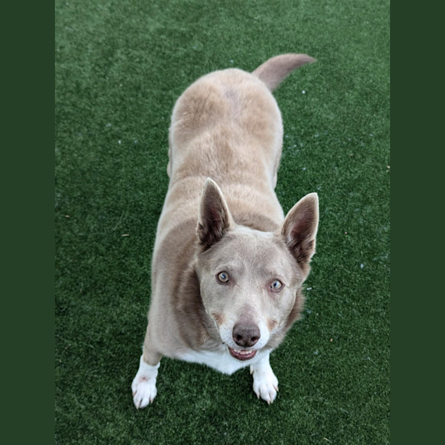 Photo of Skye Imp 1853