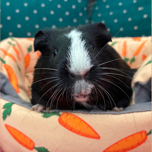 Photo of Elsie