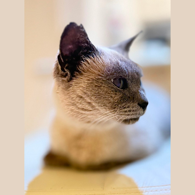 Photo of Audrey