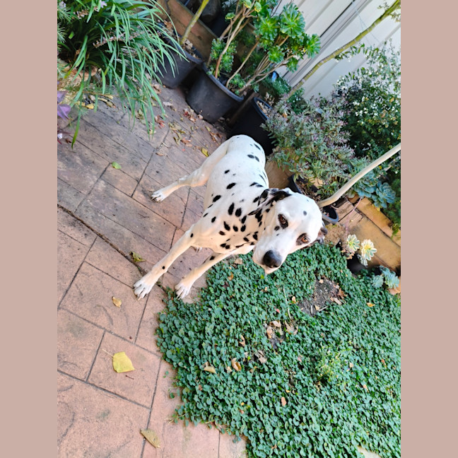 Photo of Cookie