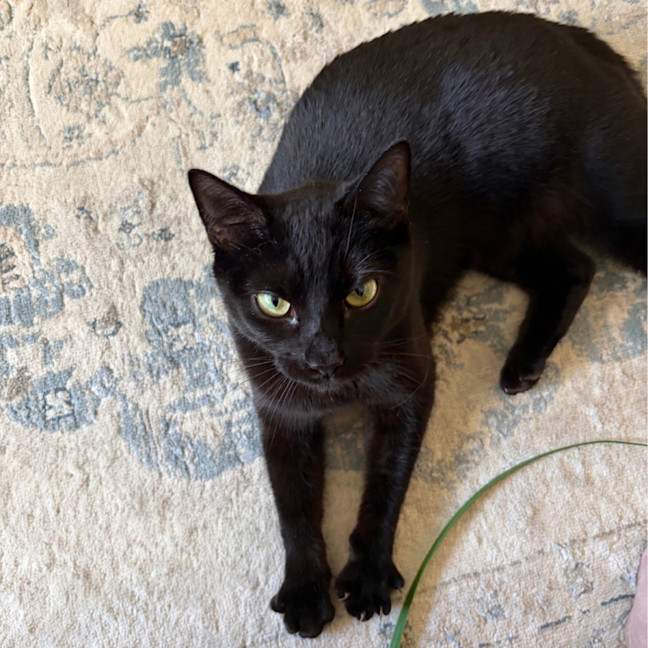 Photo of Midnight