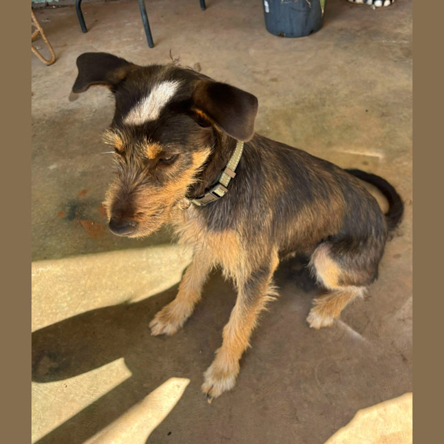 Photo of Pepsi (Freyja)