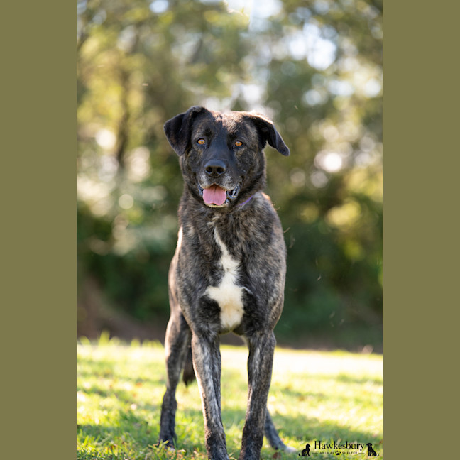 Photo of Cookie