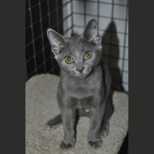 Photo of Shadow (Raffa)