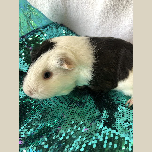 Photo of Pepper
