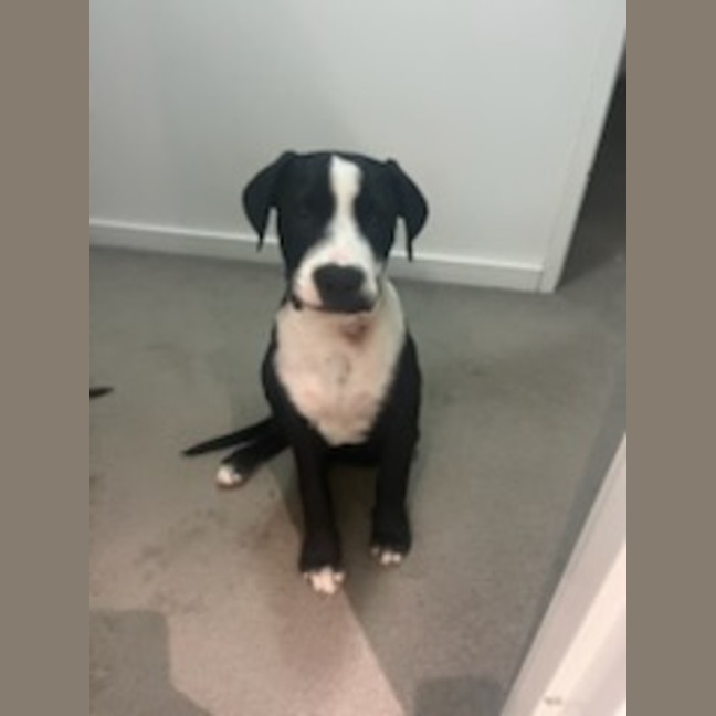Photo of Rocky 