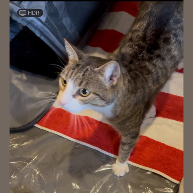 Photo of Lego   The Missing Piece