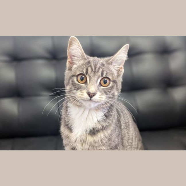 Photo of Bindi