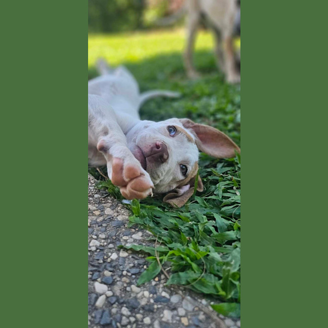 Photo of Domino
