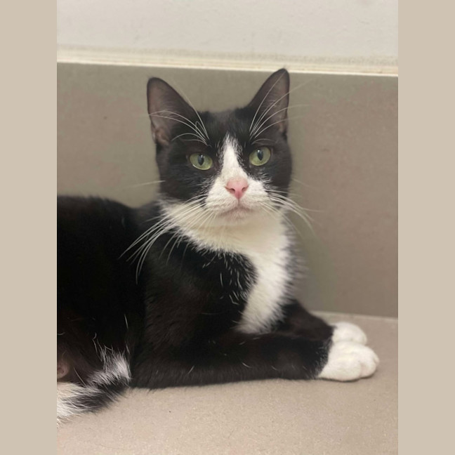 Photo of Pawdrey Hepburn