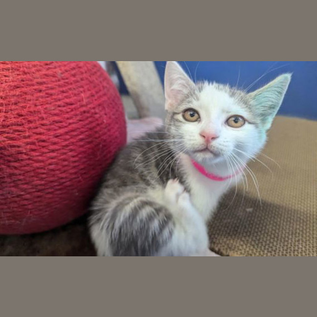 Photo of Kiki