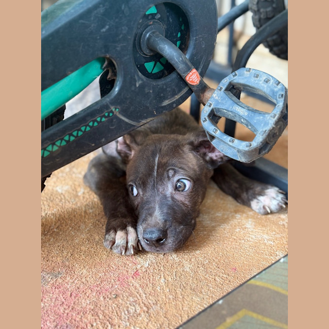 Photo of Tide (Milo)