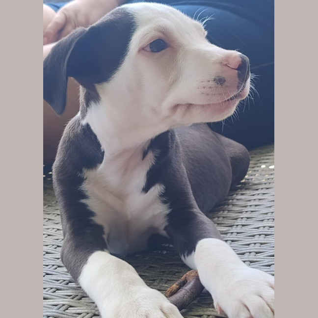 Photo of Hamish ~ 10 Week Old, Male, Bull Arab Puppy