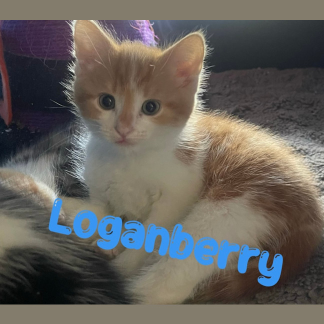 Photo of Loganberry