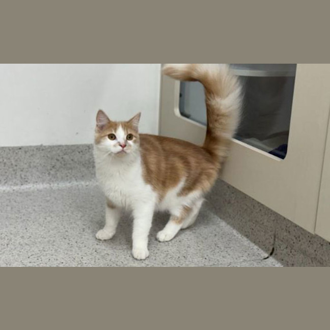 Photo of Pumpkin 